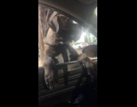 Dog startling hooman inside car 