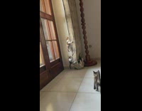 Kittens climb up standing mattress 