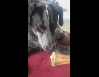 Black dog stops chewing on bone toy when owner asks if it wants to go on a ride