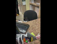Black cat sitting on office desk chair