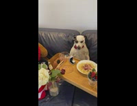 Collab KaleSaladIG - Dog sits with toy animals on date