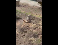 Meerkat fell asleep in the park at day alone 