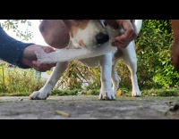Dog loves bubble wrap bites to pop 