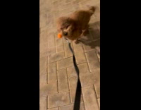 Dog struggling to resist the strong winds