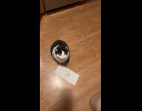 Cat patiently waiting for its sun chips 