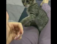 Kitten hits girls hand with paw 