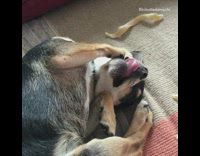 Black brown chihuahua dog bites paw couch