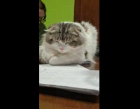 Cat sleepy while on top of notebook