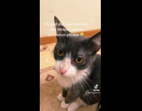 Black cat in bathroom turns around and walks out 