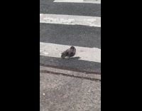 Two birds fight on the street ground