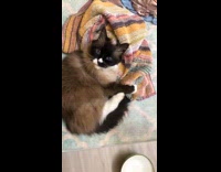 Cat kicks and rubs face on towel 