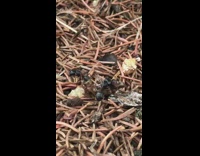 Black ants eat dead brown bug ground 