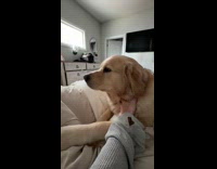 Dog trying to wake up sleeping hooman 