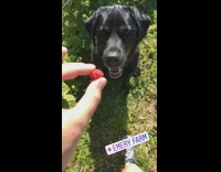 black dog about to eat red fruit outside boomerang 