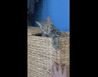 Cat inside woven basket peeks out when owner taps basket