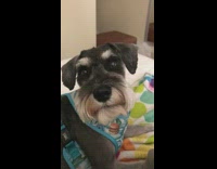 gray dog laying in bed sticking tongue out boomerang 