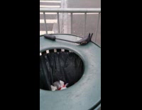 Submitter shows sex toy on garbage bin
