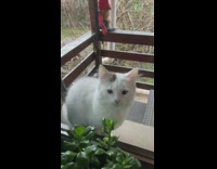 White grey cat outside window acrylic nails 