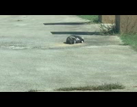 Black white cat rolls around asphalt ground 