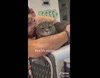 Cat squeaks when shirtless guy hugs it 