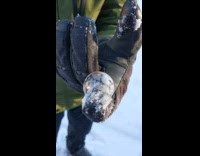 Bubble freeze and poked by the kid