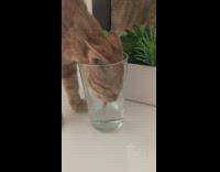 Cat drinks and enters head in the glass water