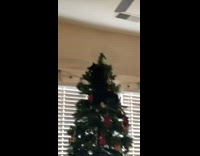 Cat gets caught at top of Christmas tree 