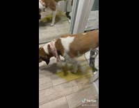 Brown white dog pink bandana pees doorway 