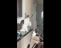 Collab PLC - White black cat hugs and bites sibling 