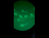 Submitter shows transgenic fish embryos under microscope with laser light  