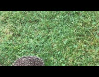 Brown grey hedgehog porcupine walks grass car