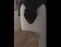 Black cat lays on grey couch armrest 