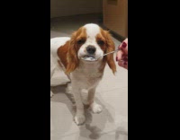 Brown dog eats treat metal spoon