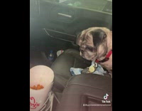 Dog in car eating guys arbys fries