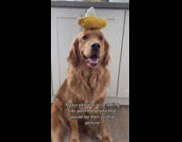 Golden retriever dog shows dating site photo