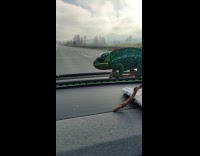 Chameleon enjoys outside view on car ride