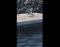 Seagull stands on top of other seagull 