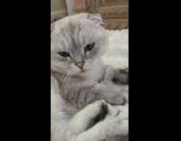 Chubby grey cat sits on blanket 