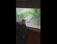 Pet cat on a bean bag with paw on the blinds