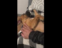 Sleeping brown dog almost rolls off couch 