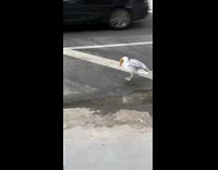 Seagull has pizza in mouth 
