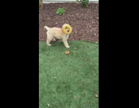 golden dog with donut toy stuck to head