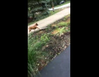 Collab BitchMP - Brown dog skateboard into plants