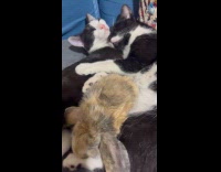 Collab PLC - Two cats sleeps and rabbit cuddles together 