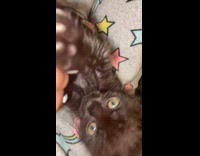 Cat tries biting woman finger while playing