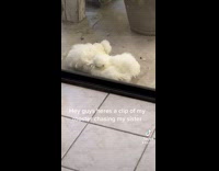White rooster chicken chasing girl in driveway