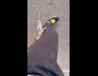 Woman shows squirrel climbing on her legs