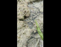 Strange tentacles move emerge from coral rock