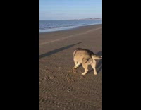 Husky Chases Tail on Beach MUSIC
