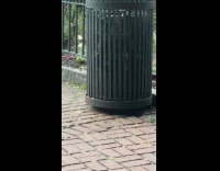 Dozen of rats crawls inside trash can